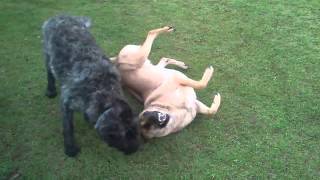 Our happy dogs playing [upl. by Four]