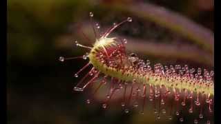 Midge on Drosera capensis Sundew mov [upl. by Deroo]