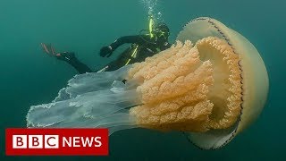 Giant jellyfish spotted by divers  BBC News [upl. by Timmons913]