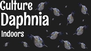 How to Culture Daphnia [upl. by Brookner]