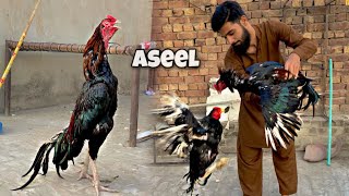 New Aseel murga aa gya 😱 [upl. by Polash268]