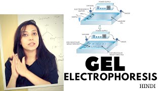 Gel Electrophoresis  Agarose Gel Electrophoresis Lab Procedure [upl. by Trudi]