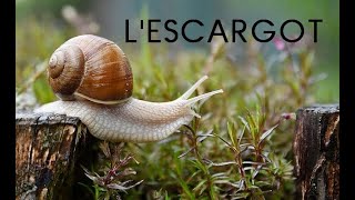 Lescargot documentaire [upl. by Reimer]