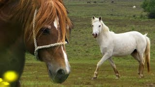 Stallion Reintroduced to Mares  BBC Earth Explore [upl. by Kara-Lynn]