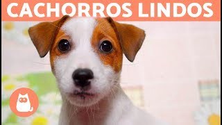 VÍDEOS DE CACHORROS FOFOS EM 4K por que tão lindos 😍 [upl. by Sugna]