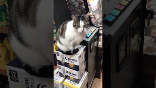 Queens NY Bodega Cat Keeping the Beer Warm [upl. by Eet885]