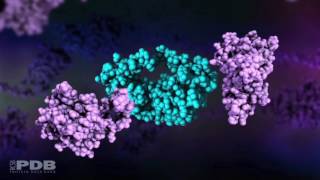 HIV Protease Action [upl. by Idona]