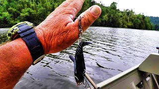 How To Remove A Fish Hook Quick and Easy [upl. by Ikciv]