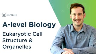 Eukaryotic Cell Structure amp Organelles  Alevel Biology  OCR AQA Edexcel [upl. by Remat]