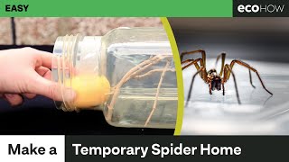 How to make a temporary spider enclosure [upl. by Emmey]