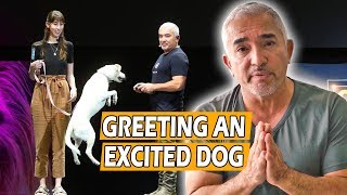 How To Calm An Excited Dog First Meeting  Live Dog Demo [upl. by Quarta]