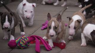 Mini Bull Terriers WeShootit puppies From Friars Point 2018 [upl. by Brathwaite]