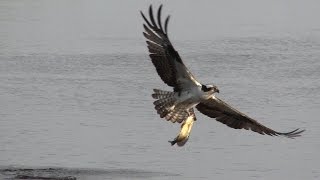 Ospreys Bald Eagle come in for the kill [upl. by Gally243]