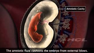 HCL Learning  Embryonic Development in Humans [upl. by Ananna296]