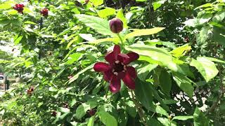 Learn to Grow Carolina Allspice [upl. by Utica57]