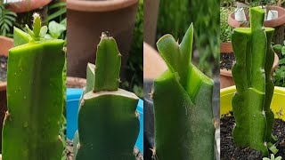 Grafting dragon fruit plant  Dragon fruit graft for beginners [upl. by Chinua]