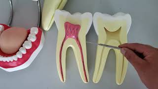 VÍDEO AULA PRÁTICA DE ANATOMIA DO DENTE [upl. by Theodosia864]