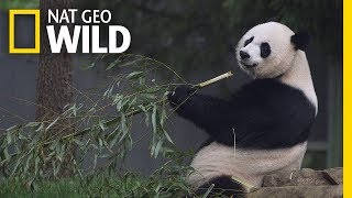 Giant Pandas 101  Nat Geo Wild [upl. by Sarita]