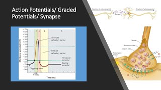 Action Potentials and Graded Potentials [upl. by Nelluc]