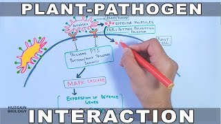 Plant Pathogen Interaction  Signalling [upl. by Naahs]