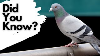 Things you need to know about FERAL PIGEONS [upl. by Roda]