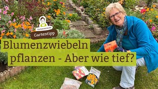 Wie tief muss ich Blumenzwiebeln pflanzen Narzissen Osterglocken Tulpen Kaiserkronen Hyazinthen [upl. by Ahsita]