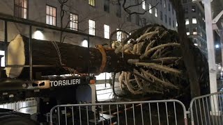 Rockefeller Christmas Tree arrives in Midtown [upl. by Nevur]