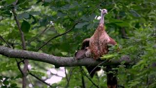 Turkey hen and poults roosting [upl. by Susanetta]