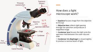 Chapter 11 Introduction to Cells and Microscopy [upl. by Spancake]