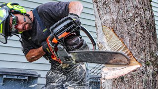 Felling Trees Near Buildings  HOW TO [upl. by Strep408]