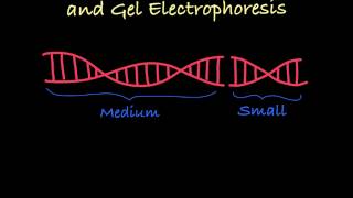 Gel Electrophoresis Explained [upl. by Nahrut]