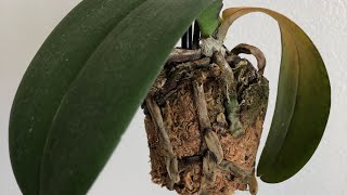 My Orchid Is Dying Phalaenopsis Orchid Rescue Repotting [upl. by Ralyt]