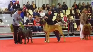 Exposition Canine Internationale Tarbes 2014 [upl. by Mcgaw615]