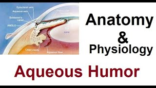 Anatomy and Physiology of Aqueous Humor [upl. by How]