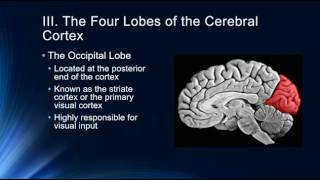 Introduction to the Cerebral Cortex [upl. by Secilu]