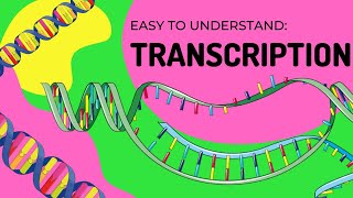 Protein Synthesis  Transcription [upl. by Alejandra]