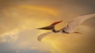 How Were Pterosaurs Adapted for Flight [upl. by Enale]