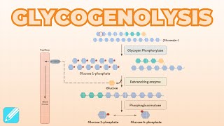 Glycogenolysis Glycogen Breakdown  Metabolism [upl. by Jablon]