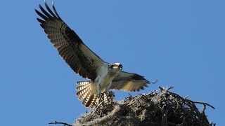 The Osprey Sounds and Habitat [upl. by Warford]