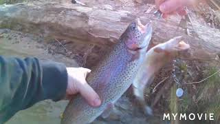 Trout fishing Current river Montauk State Park Salem MO [upl. by Stoller]