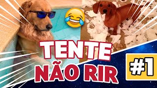 🤣 CACHORROS ENGRAÇADOS 🐶 – MELHORES VÍDEOS DE 2021 [upl. by Dey]