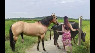 My sister training care her lovely horse in beginner 2021 [upl. by Yllet]