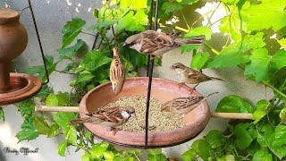 Sparrow Chirping Sound  Sparrow Birds Eating Food amp Chirping [upl. by Hooke]