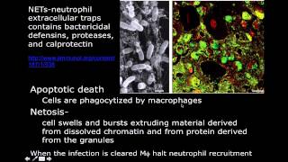 Neutrophil Extracellular Traps NETs Visualization [upl. by Det]