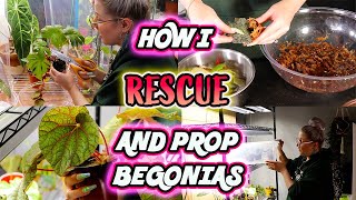 How To Propagate Begonias Part 1  Simple Method [upl. by Ilat]