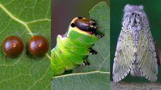 The life cycle of a Moth  Butterfly [upl. by Alaehcim]