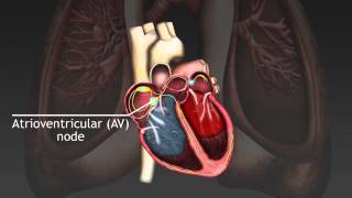 How the cardiac cycle is produced by electrical impulses in the heart [upl. by Christel]