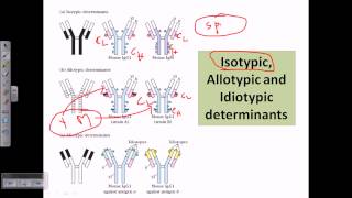 Isotype allotype and idiotype [upl. by Yroggerg596]