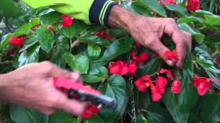 Pruning Begonias [upl. by Gonick]