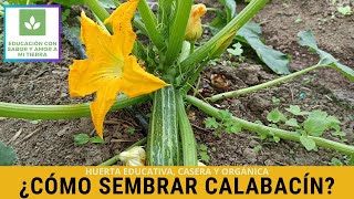 CÓMO SEMBRAR CALABACÍN [upl. by Hennie278]